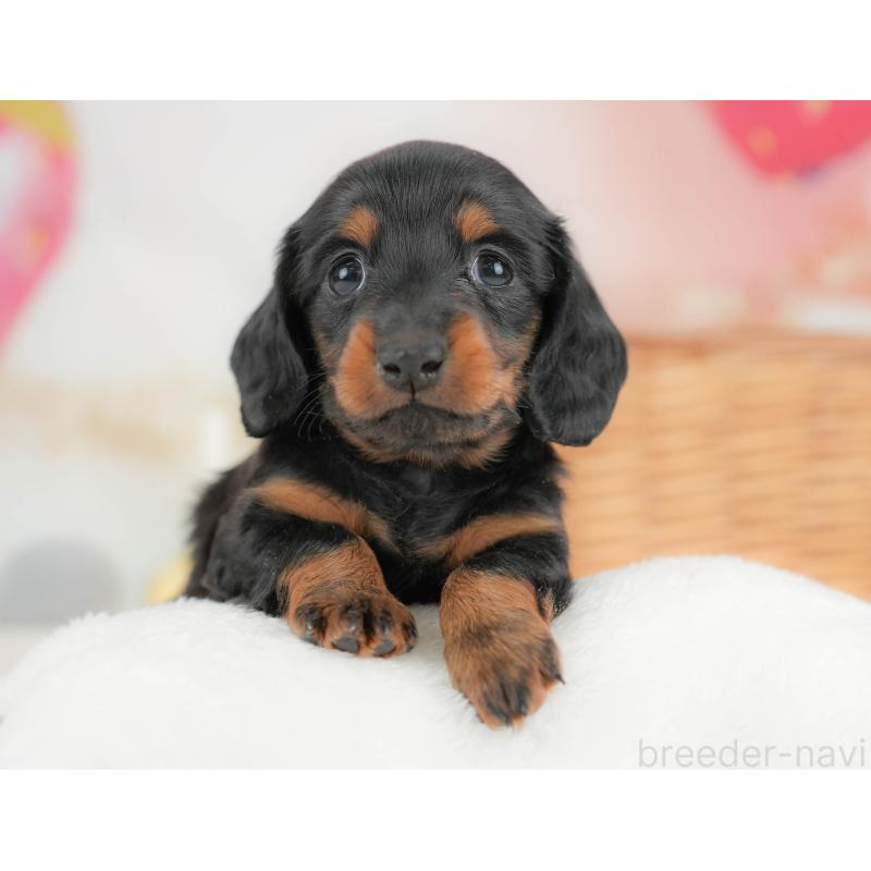 販売中の栃木県のカニンヘンダックスフンド(ロングヘアード)-436793の5枚目
