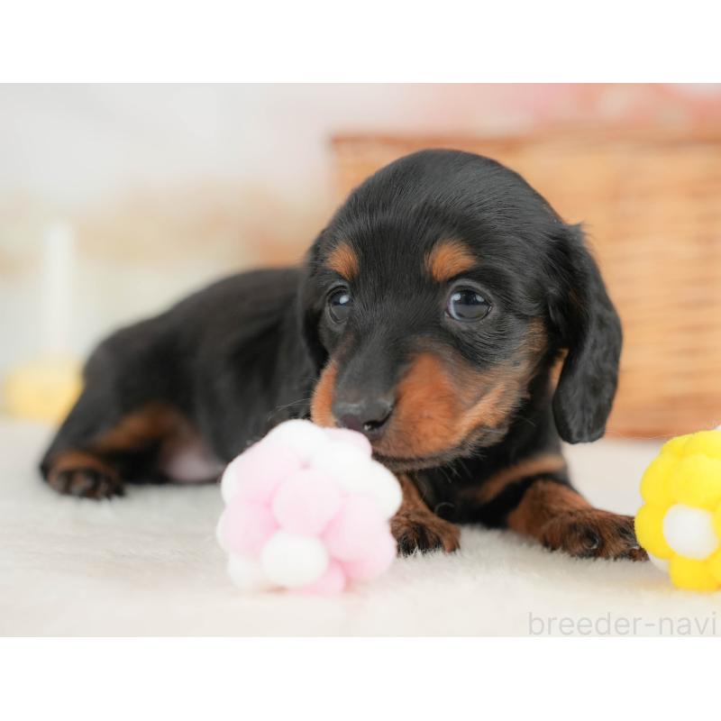 販売中の栃木県のカニンヘンダックスフンド(ロングヘアード)-436793の3枚目