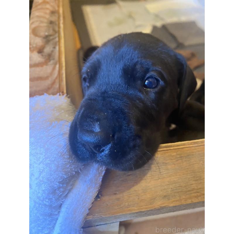 販売中の千葉県のグレートデン-436066の2枚目