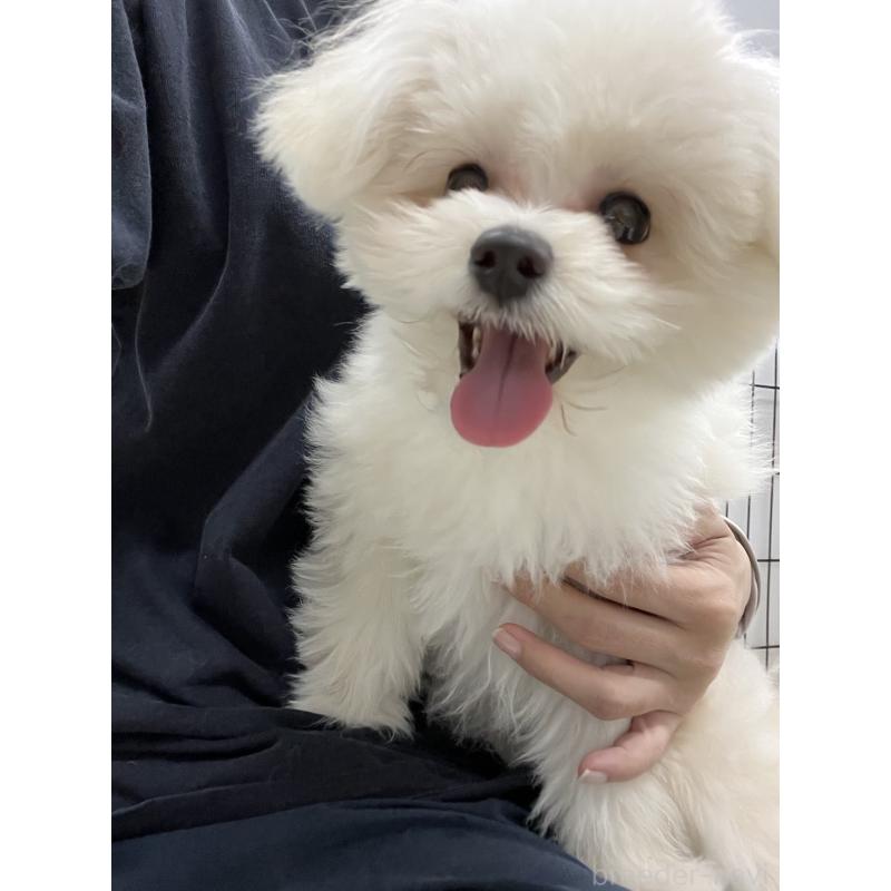 販売中の埼玉県のポメプー:ポメラニアン×トイプードル-407943