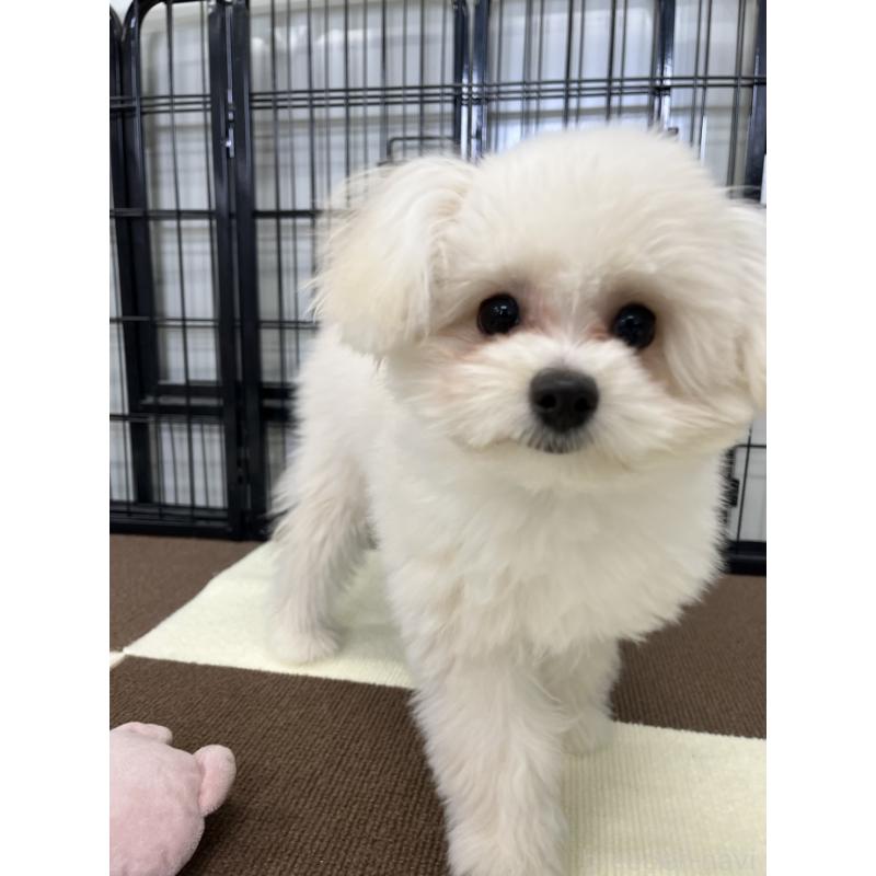 販売中の埼玉県のポメプー:ポメラニアン×トイプードル-407943の3枚目