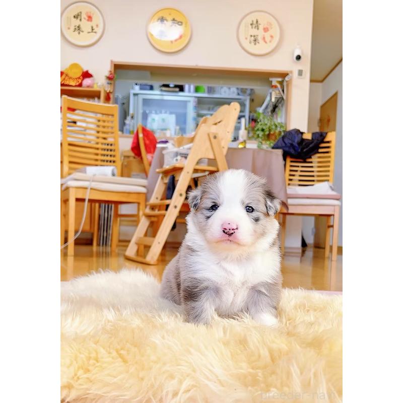 販売中の岐阜県のボーダーコリー-436067の5枚目