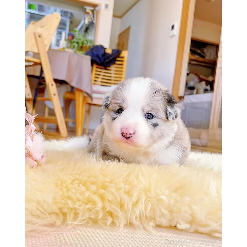 販売中の岐阜県のボーダーコリー-436067の4枚目