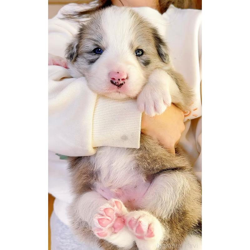 販売中の岐阜県のボーダーコリー-436067の3枚目