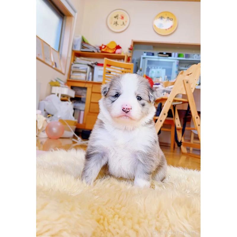 販売中の岐阜県のボーダーコリー-436067の2枚目