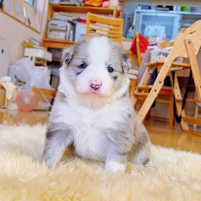 販売中の岐阜県のボーダーコリー-436067