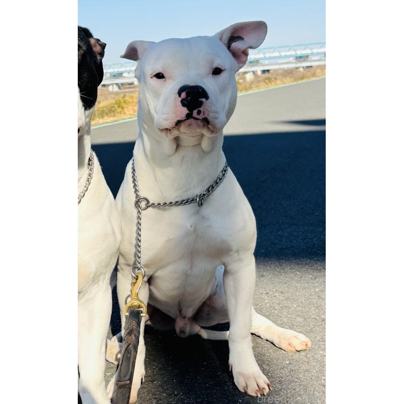 販売中の神奈川県のアメリカンピットブルテリア-392579