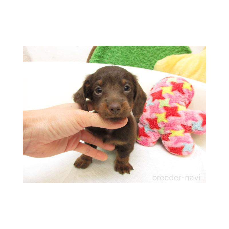 販売中の大阪府のミニチュアダックスフンド(ロングヘアード)-436068の2枚目