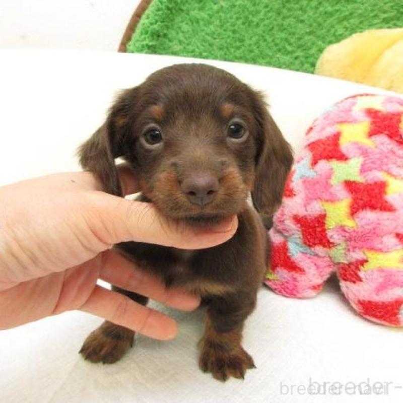 販売中の大阪府のミニチュアダックスフンド(ロングヘアード)-436068の1枚目