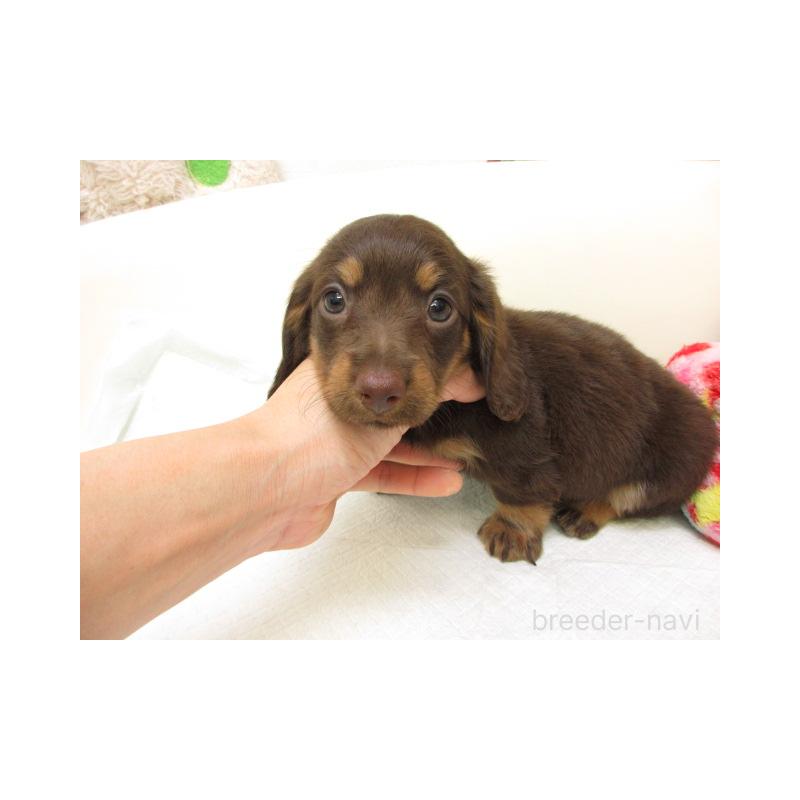 販売中の大阪府のミニチュアダックスフンド(ロングヘアード)-436069の2枚目