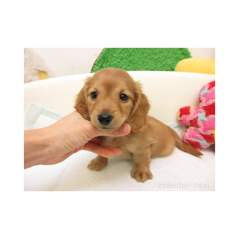 販売中の大阪府のミニチュアダックスフンド(ロングヘアード)-436070の2枚目