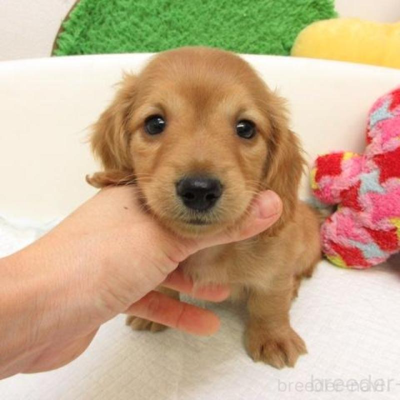 販売中の大阪府のミニチュアダックスフンド(ロングヘアード)-436070