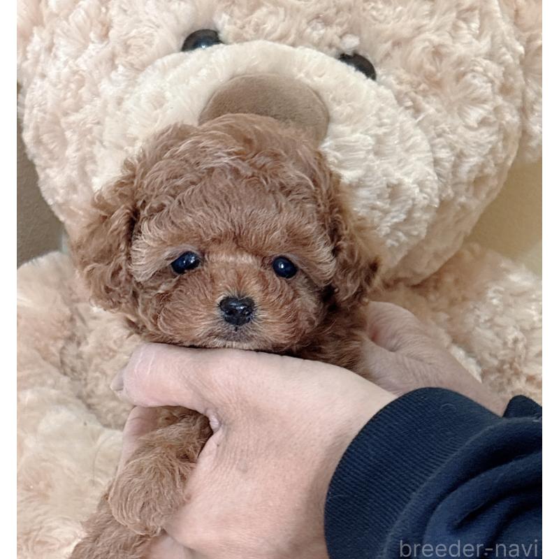 販売中の静岡県のタイニープードル-436071の7枚目