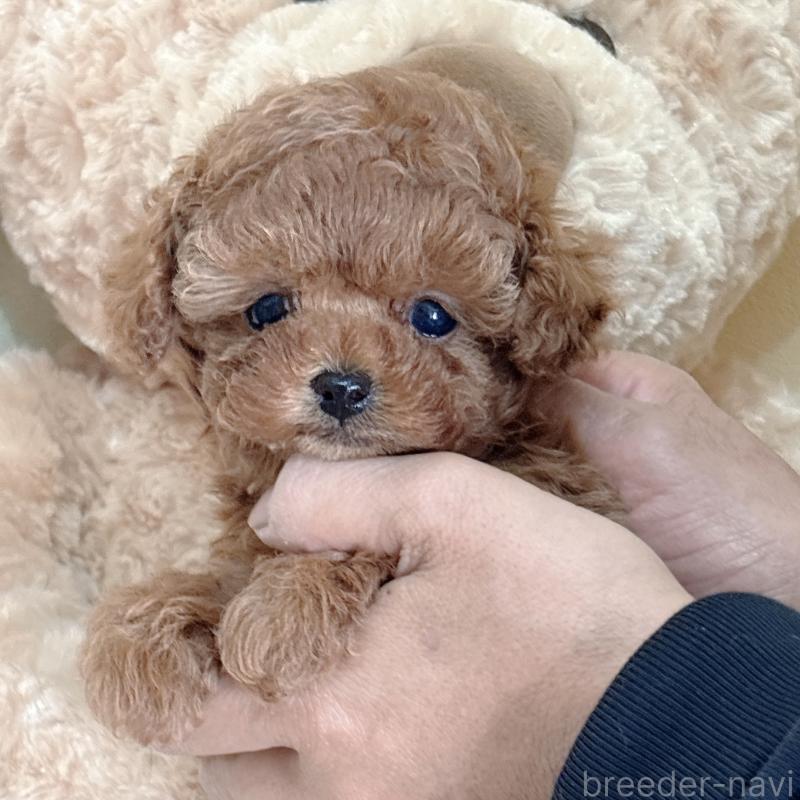 販売中の静岡県のタイニープードル-436071の6枚目