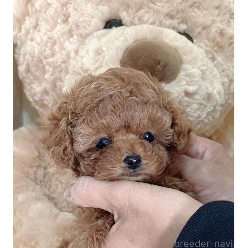 販売中の静岡県のタイニープードル-436071の5枚目