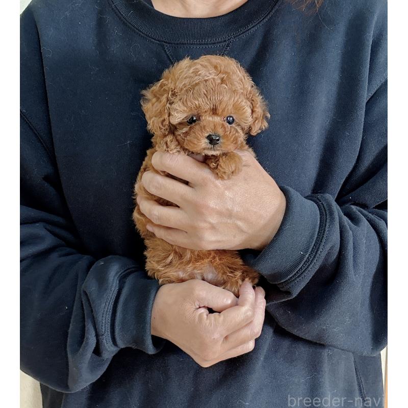 販売中の静岡県のタイニープードル-436071の4枚目