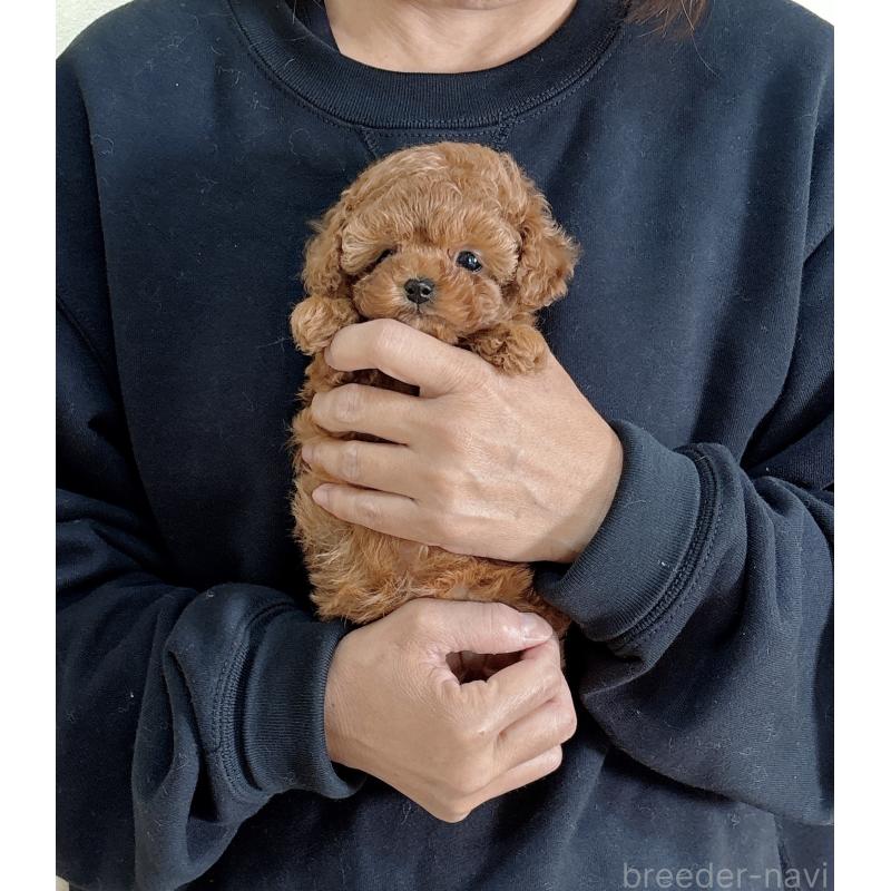 販売中の静岡県のタイニープードル-436071の2枚目