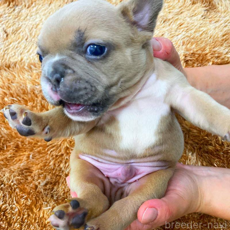 販売中の鹿児島県のフレンチブルドッグ-432032