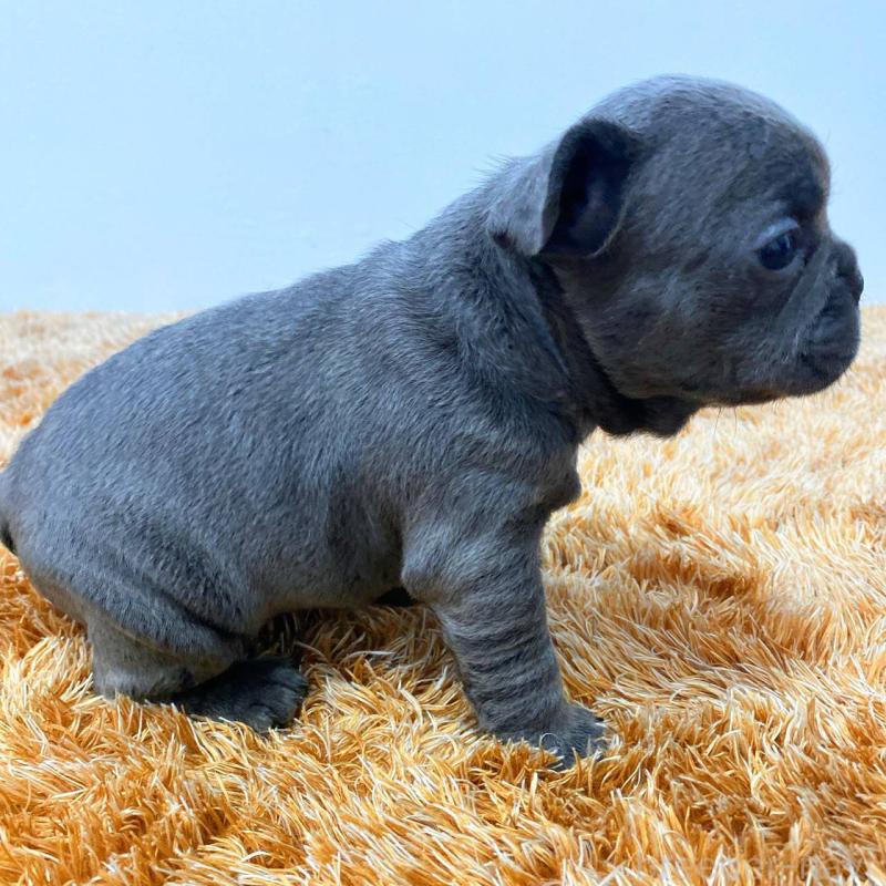 成約済の鹿児島県のフレンチブルドッグ-432048の4枚目