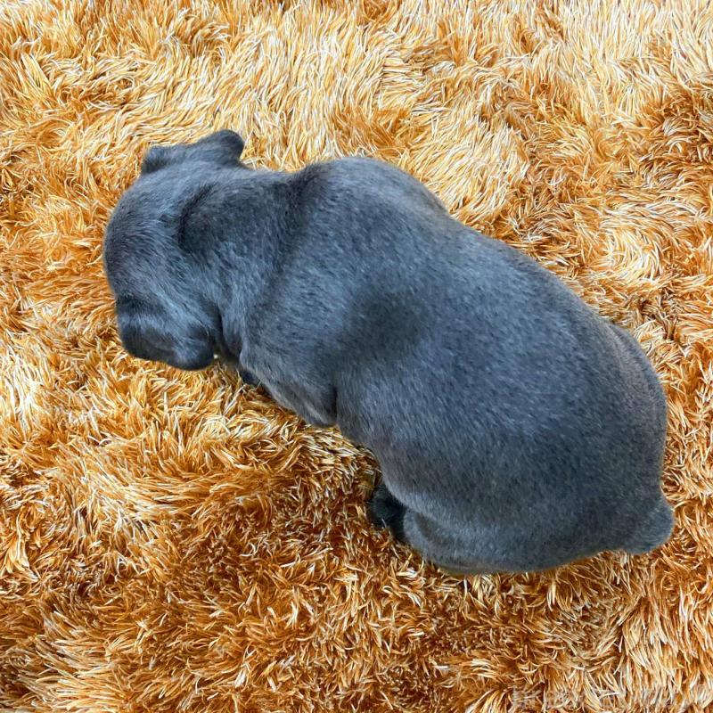 成約済の鹿児島県のフレンチブルドッグ-432048の3枚目