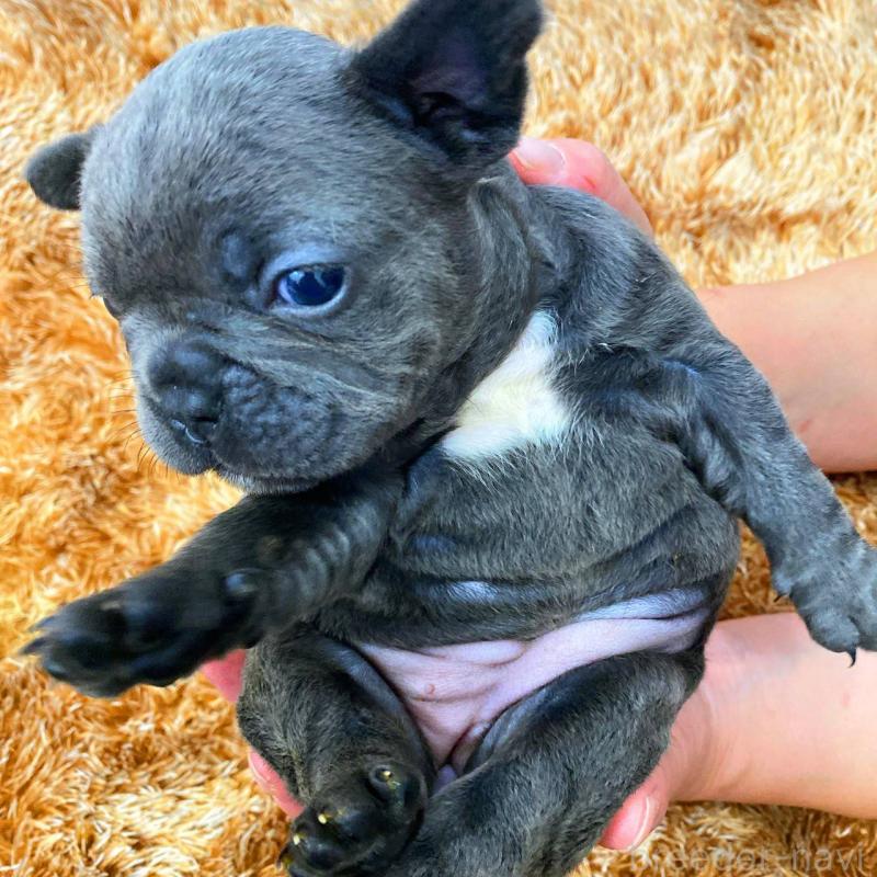 成約済の鹿児島県のフレンチブルドッグ-432048