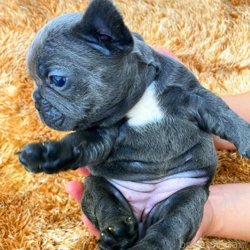 成約済の鹿児島県のフレンチブルドッグ-432048の2枚目