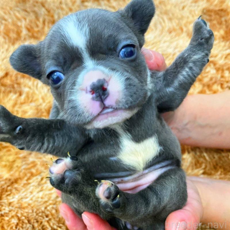 販売中の鹿児島県のフレンチブルドッグ-432050