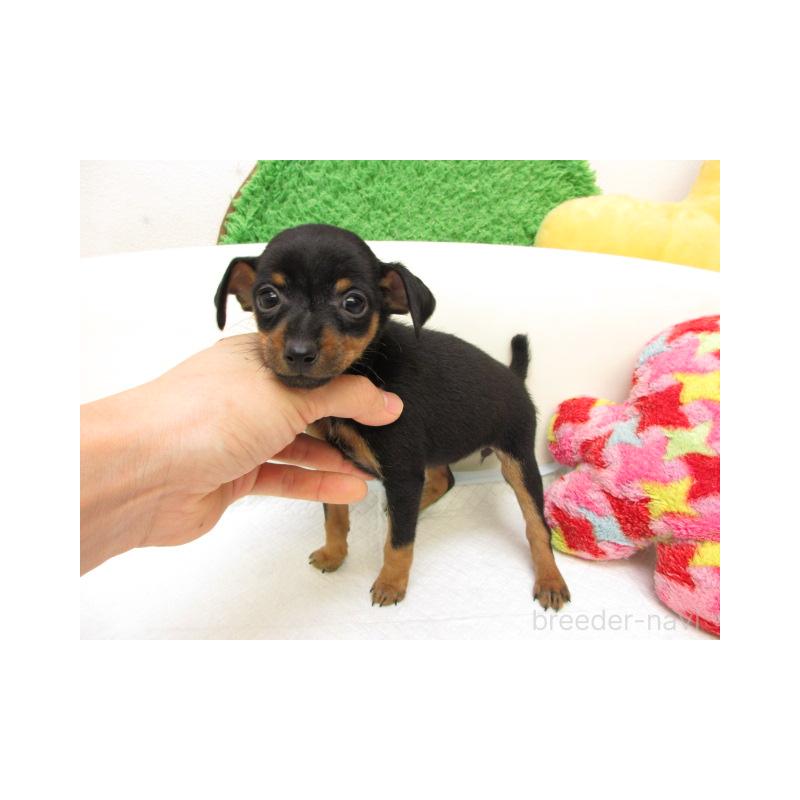 販売中の大阪府のミニチュアピンシャー(ミニピン)-436072の2枚目