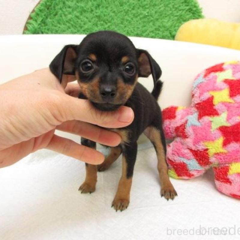 販売中の大阪府のミニチュアピンシャー(ミニピン)-436072