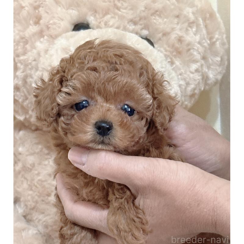 販売中の静岡県のタイニープードル-436073の8枚目