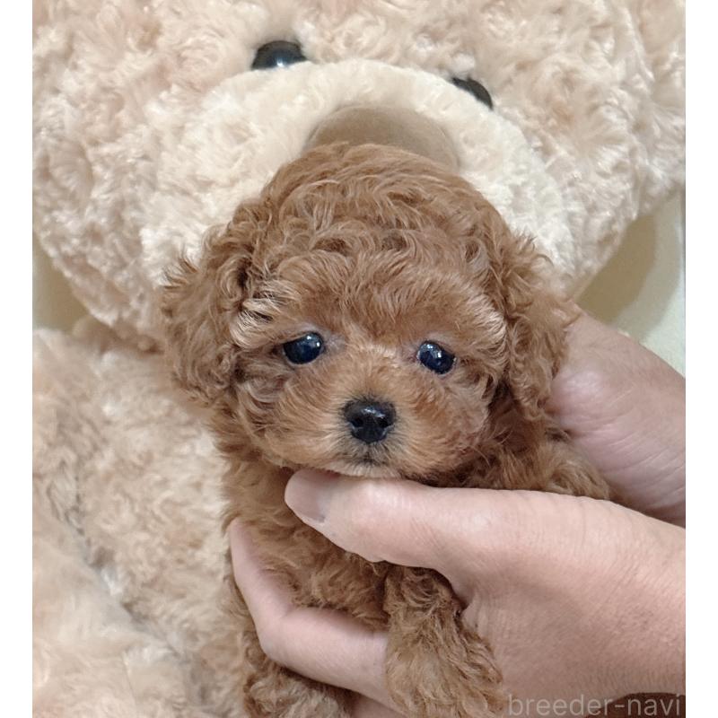 販売中の静岡県のタイニープードル-436073の7枚目