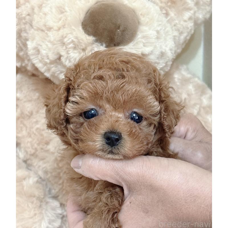 販売中の静岡県のタイニープードル-436073の6枚目