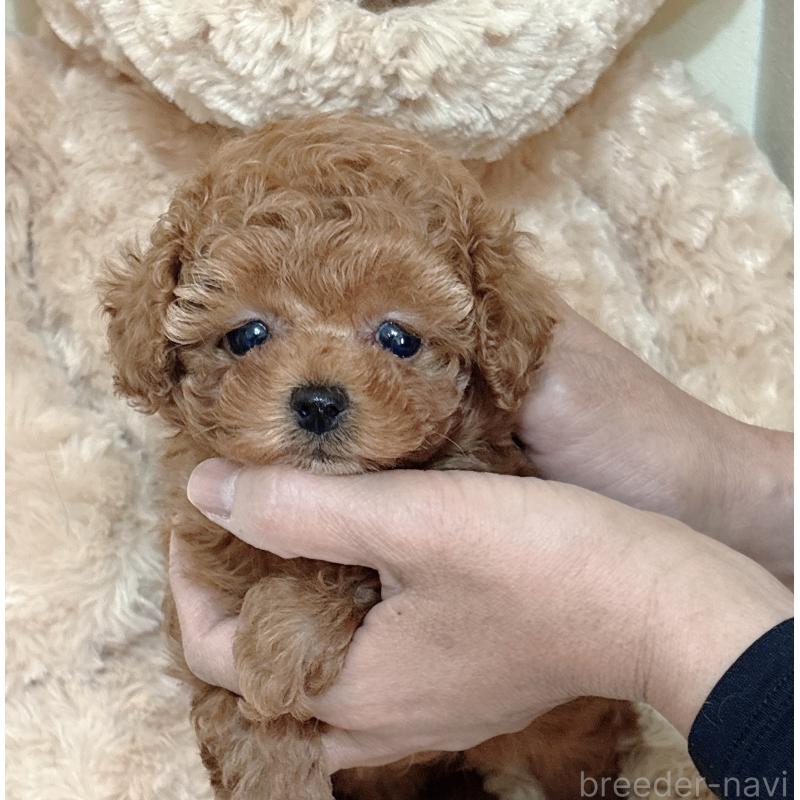 販売中の静岡県のタイニープードル-436073の5枚目