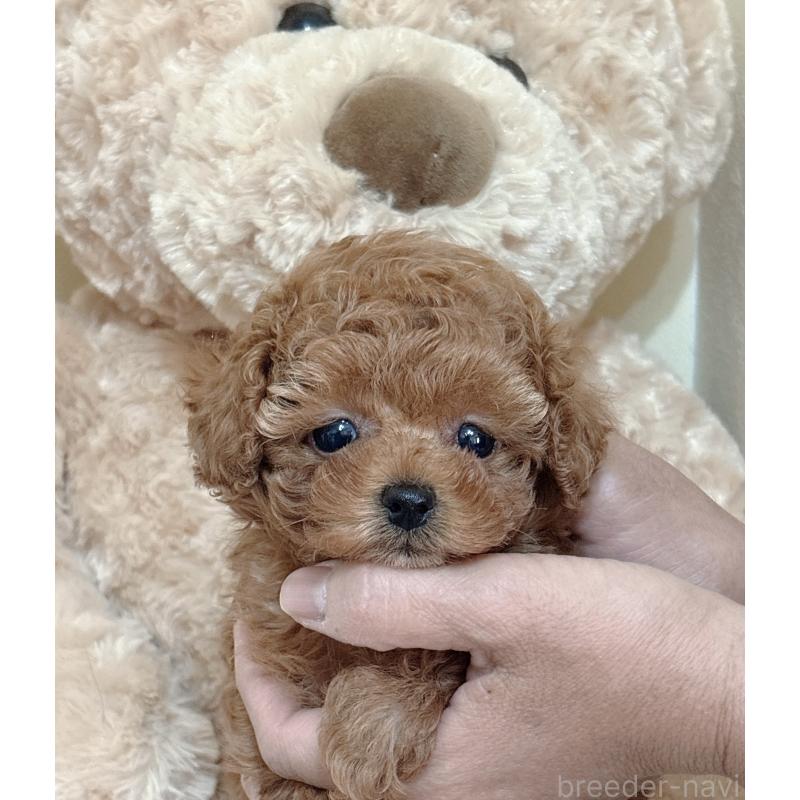販売中の静岡県のタイニープードル-436073の4枚目