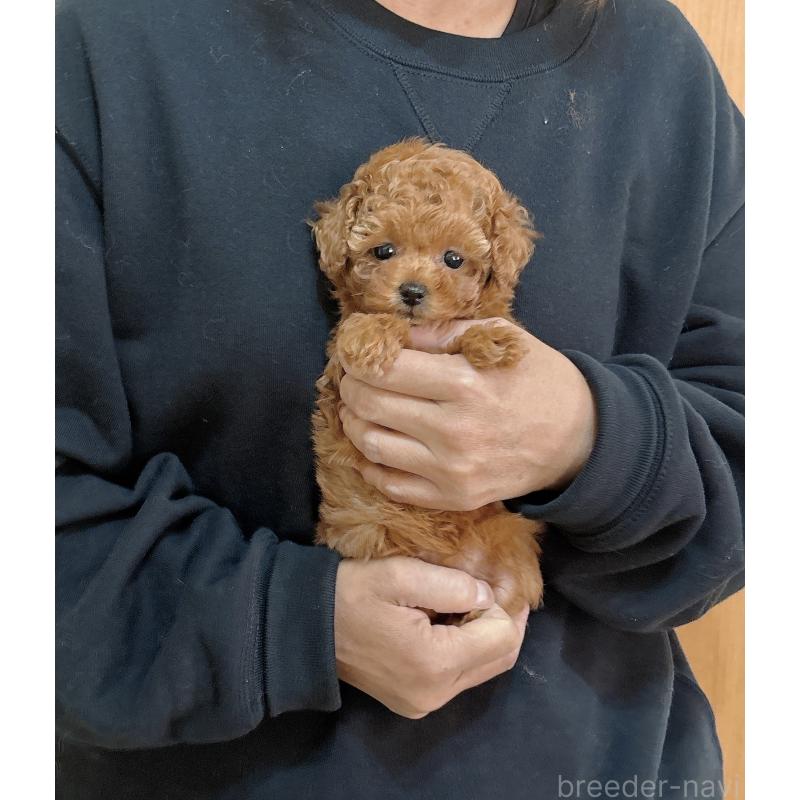 販売中の静岡県のタイニープードル-436073の3枚目