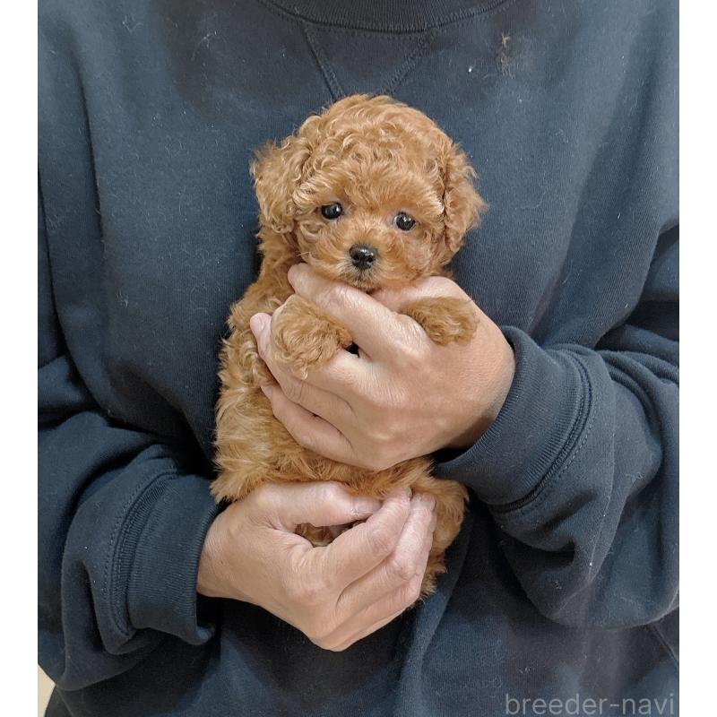 販売中の静岡県のタイニープードル-436073の2枚目