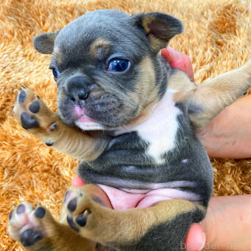 販売中の鹿児島県のフレンチブルドッグ-432047