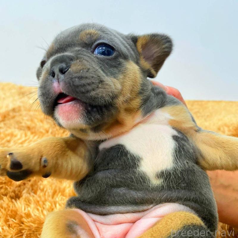 成約済の鹿児島県のフレンチブルドッグ-432047の5枚目