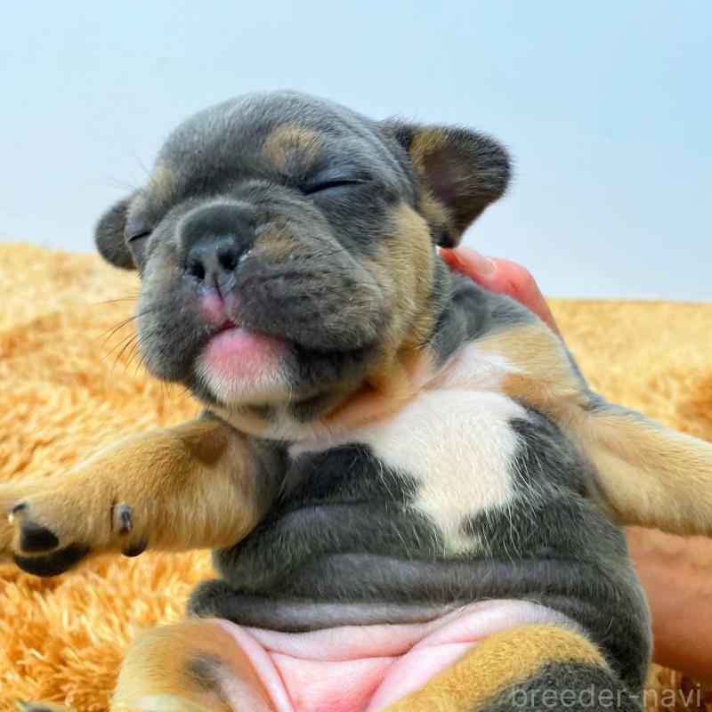 成約済の鹿児島県のフレンチブルドッグ-432047の4枚目