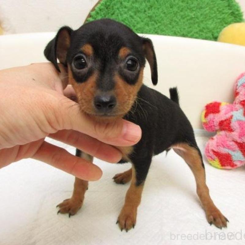 販売中の大阪府のミニチュアピンシャー(ミニピン)-436074の1枚目