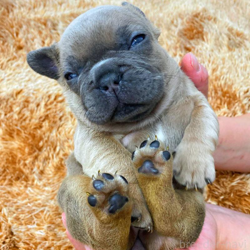 販売中の鹿児島県のフレンチブルドッグ-432045