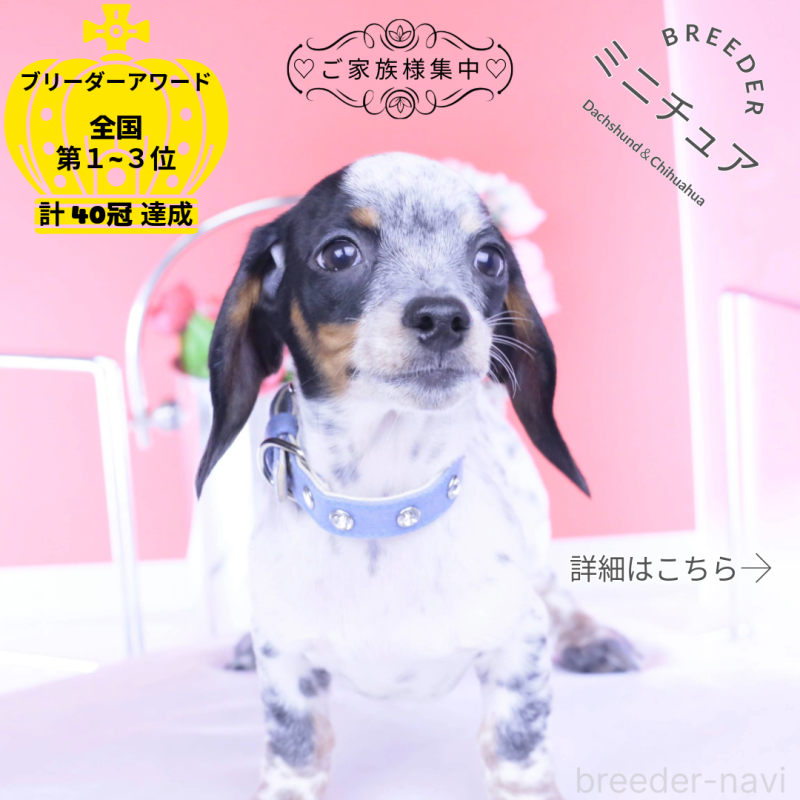 販売中の愛知県のミニチュアダックスフンド(スムースヘアード)-422681