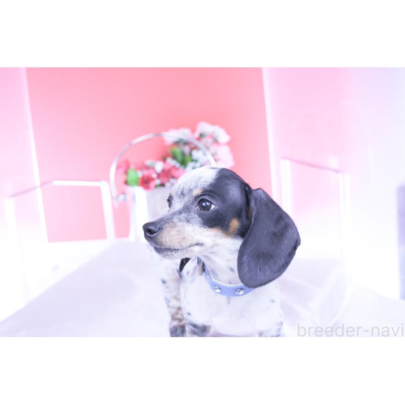 販売中の愛知県のミニチュアダックスフンド(スムースヘアード)-422681の9枚目