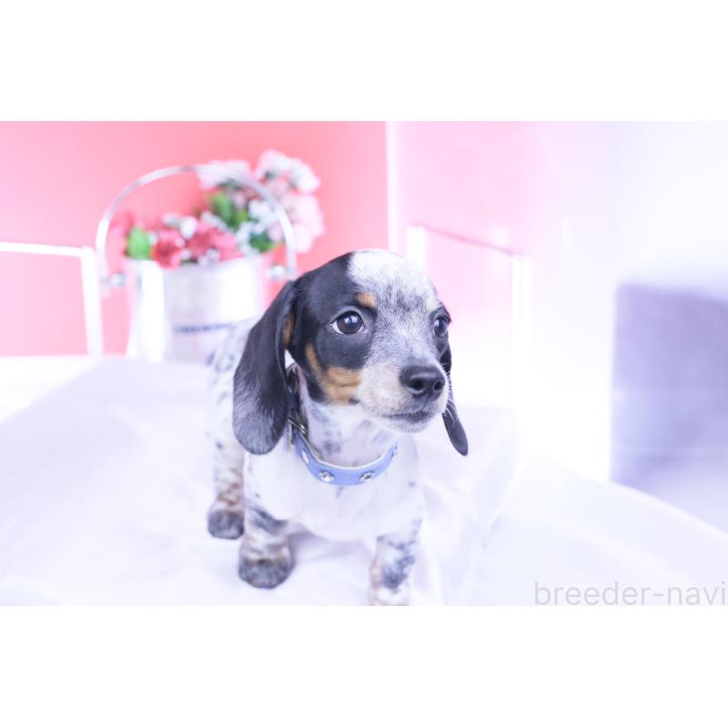 販売中の愛知県のミニチュアダックスフンド(スムースヘアード)-422681の8枚目