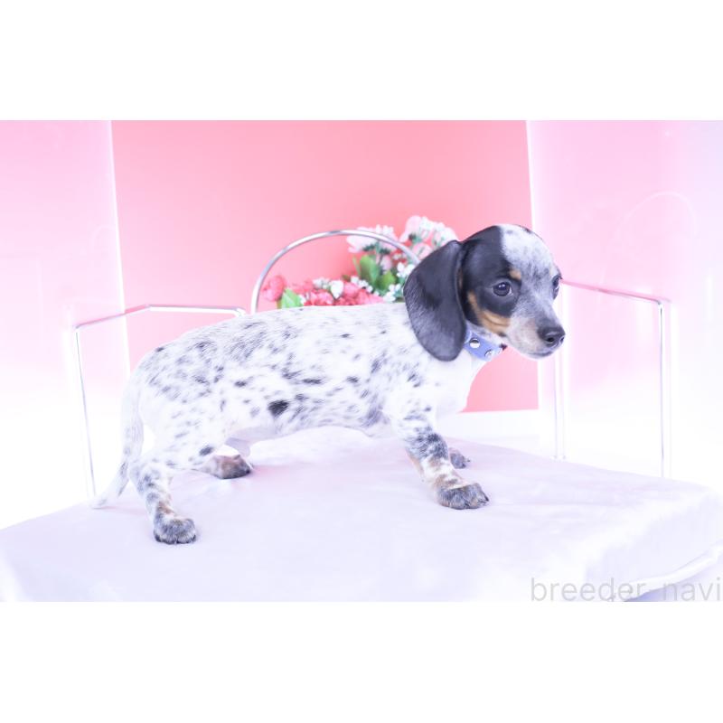 販売中の愛知県のミニチュアダックスフンド(スムースヘアード)-422681の7枚目