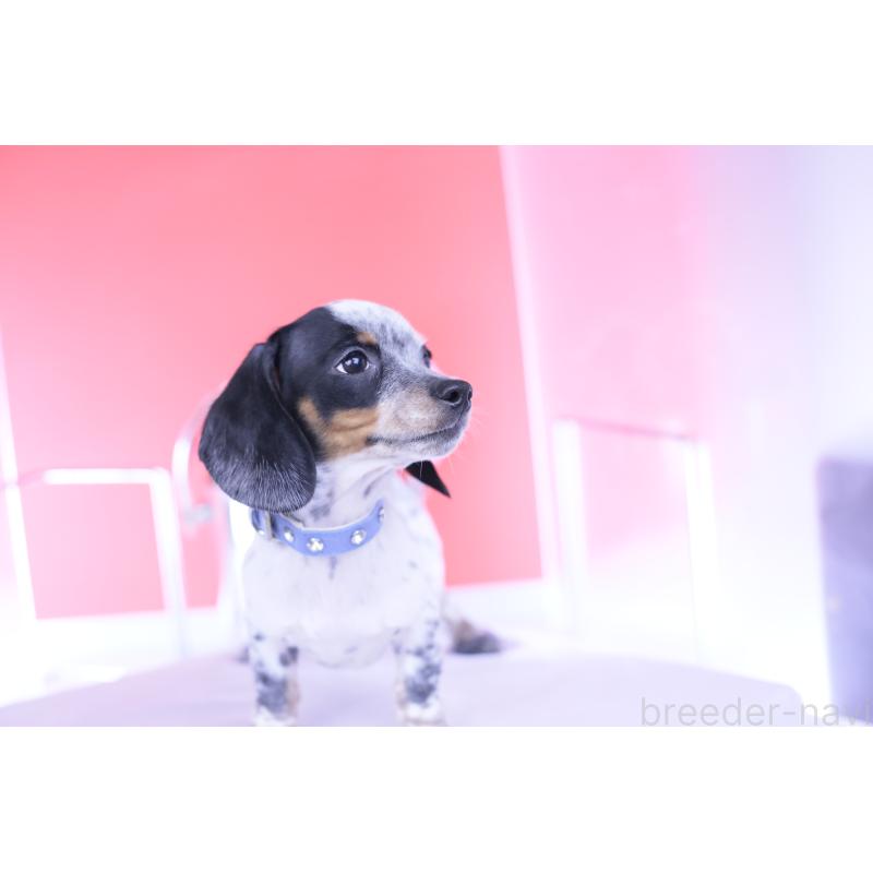 販売中の愛知県のミニチュアダックスフンド(スムースヘアード)-422681の4枚目