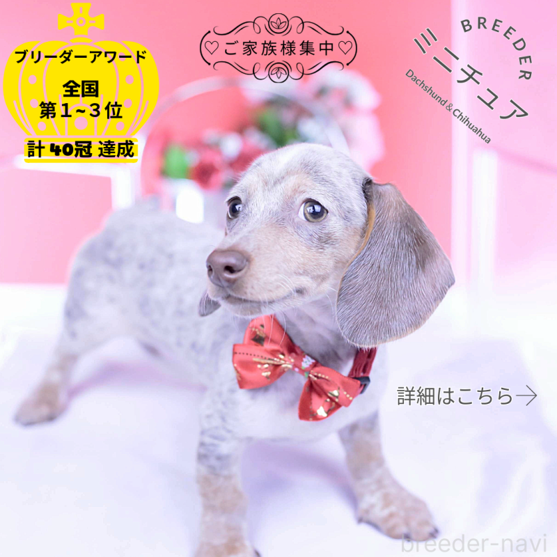 販売中の愛知県のミニチュアダックスフンド(スムースヘアード)-423233