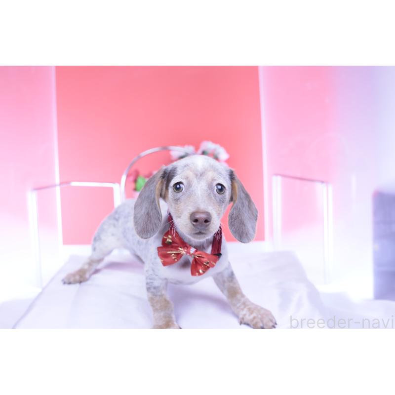 販売中の愛知県のミニチュアダックスフンド(スムースヘアード)-423233の15枚目