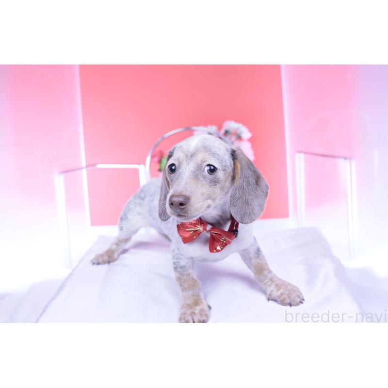 販売中の愛知県のミニチュアダックスフンド(スムースヘアード)-423233の14枚目