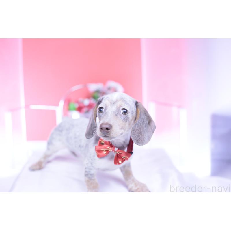 販売中の愛知県のミニチュアダックスフンド(スムースヘアード)-423233の13枚目